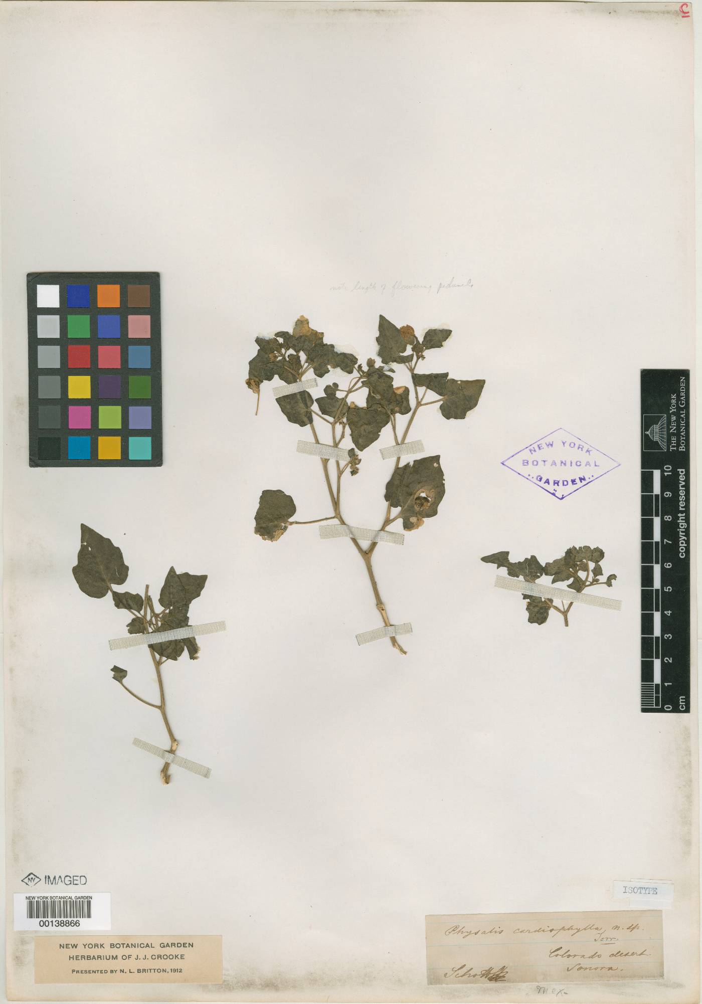 Physalis cardiophylla image