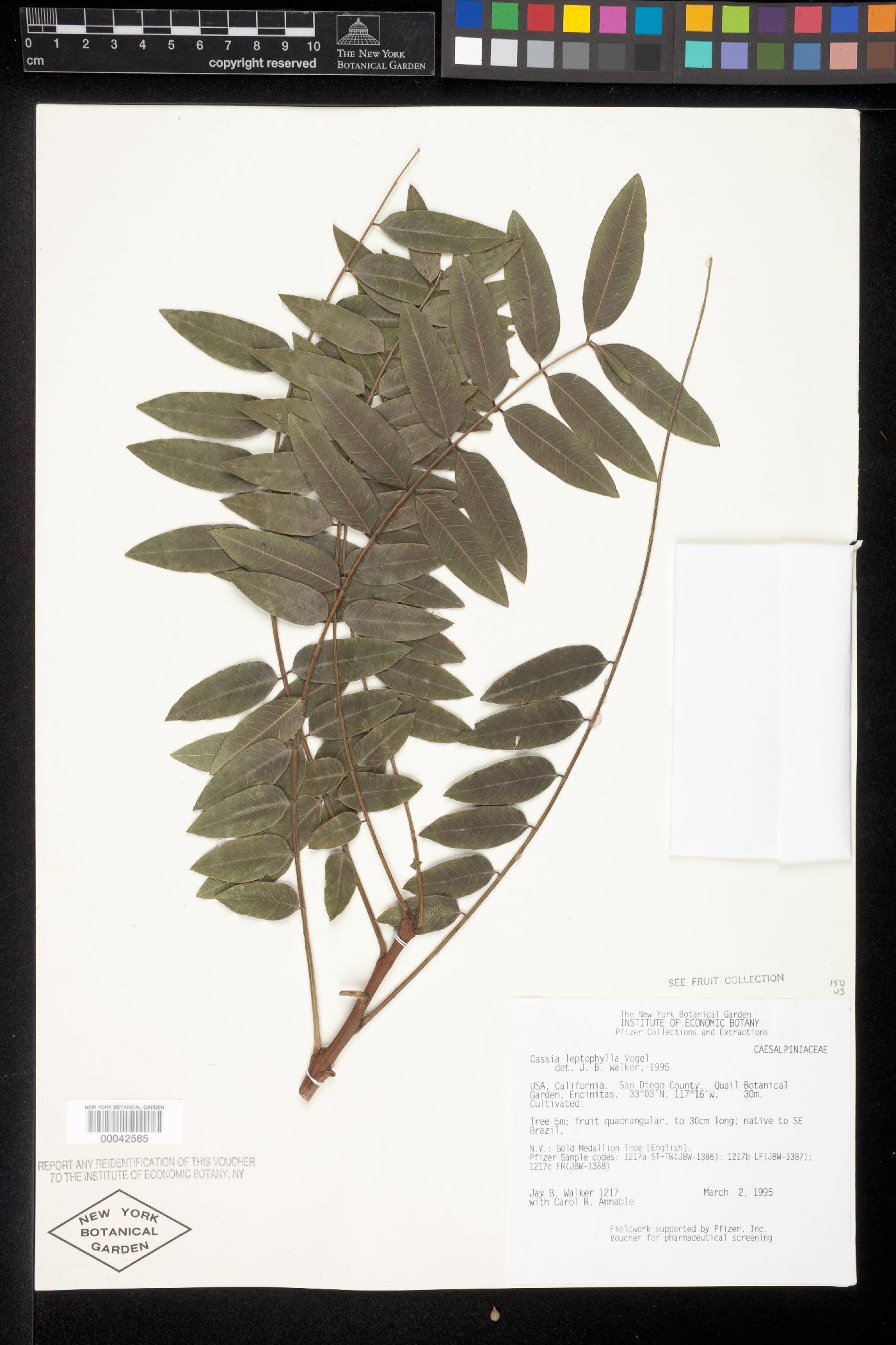 Cassia leptophylla image