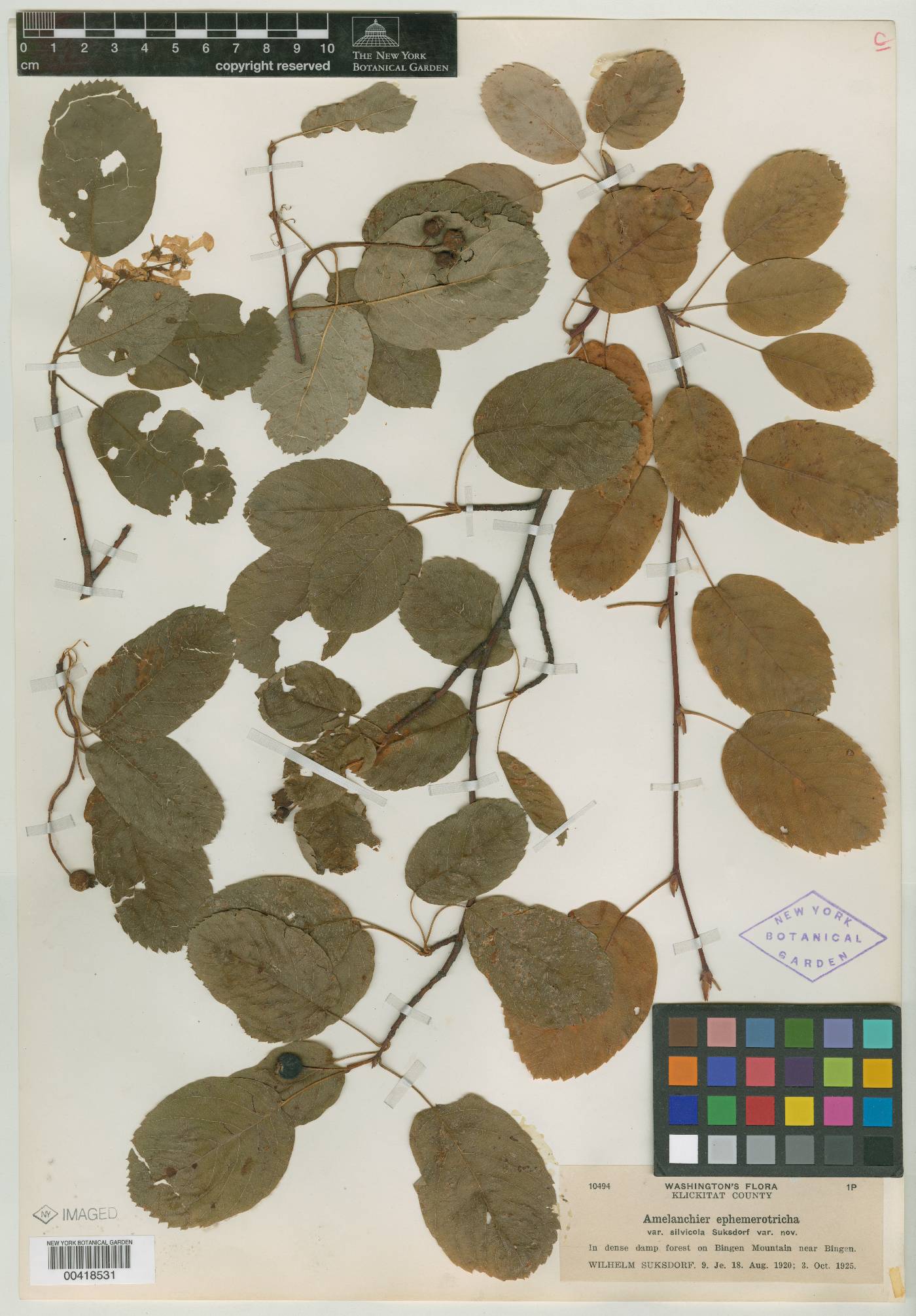 Amelanchier ephemerotricha var. silvicola image