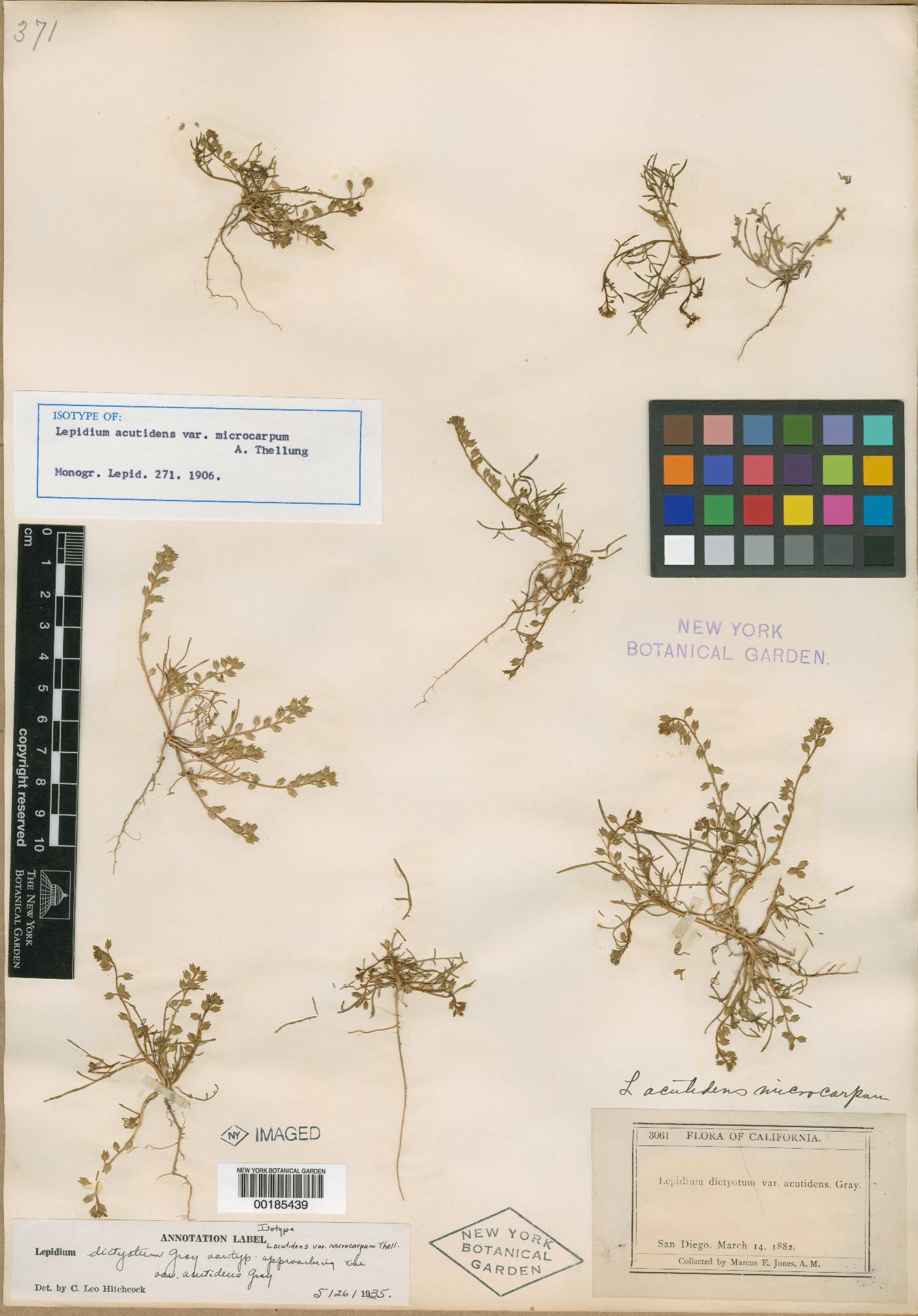 Lepidium acutidens var. microcarpum image