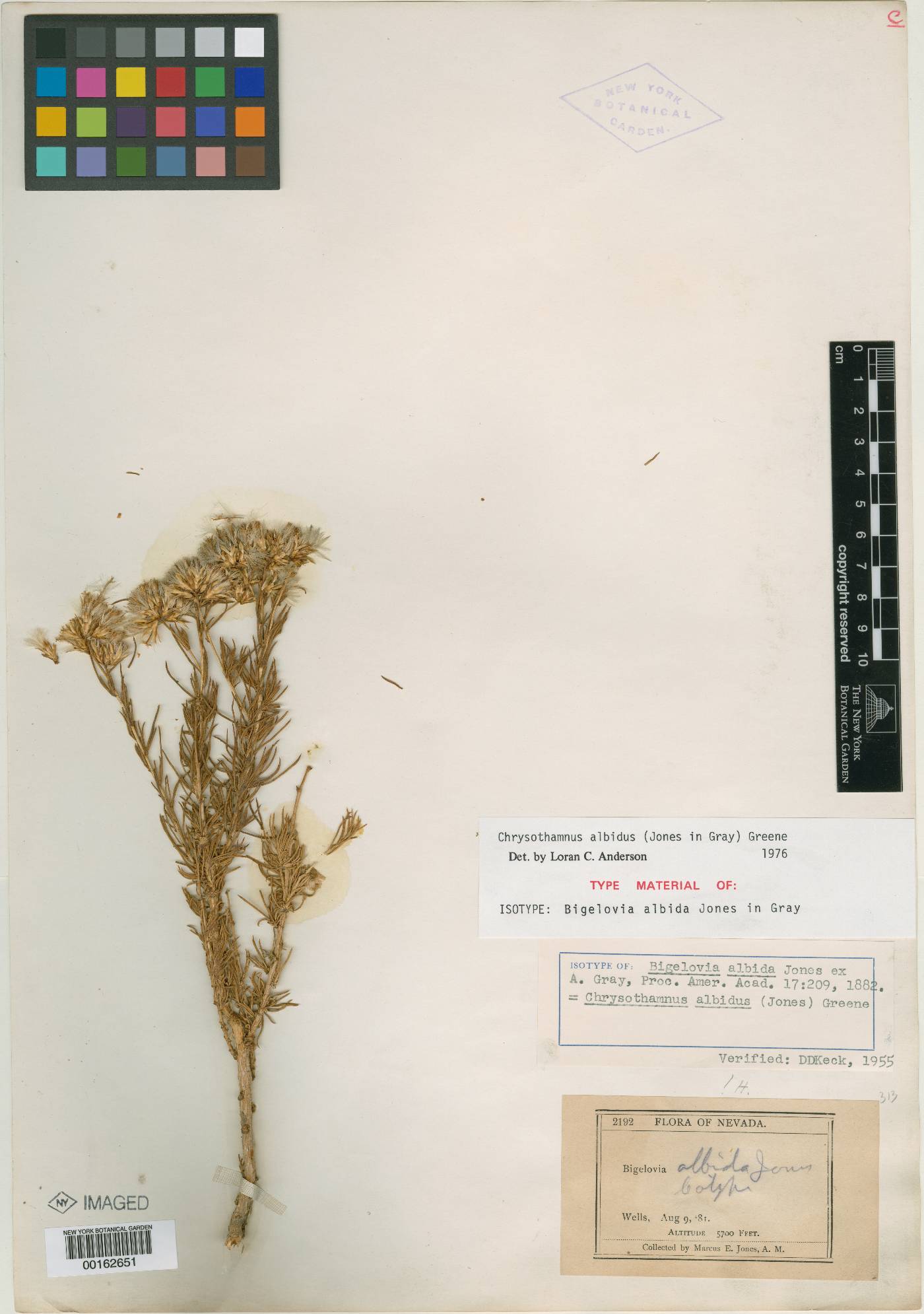 Bigelowia albida image