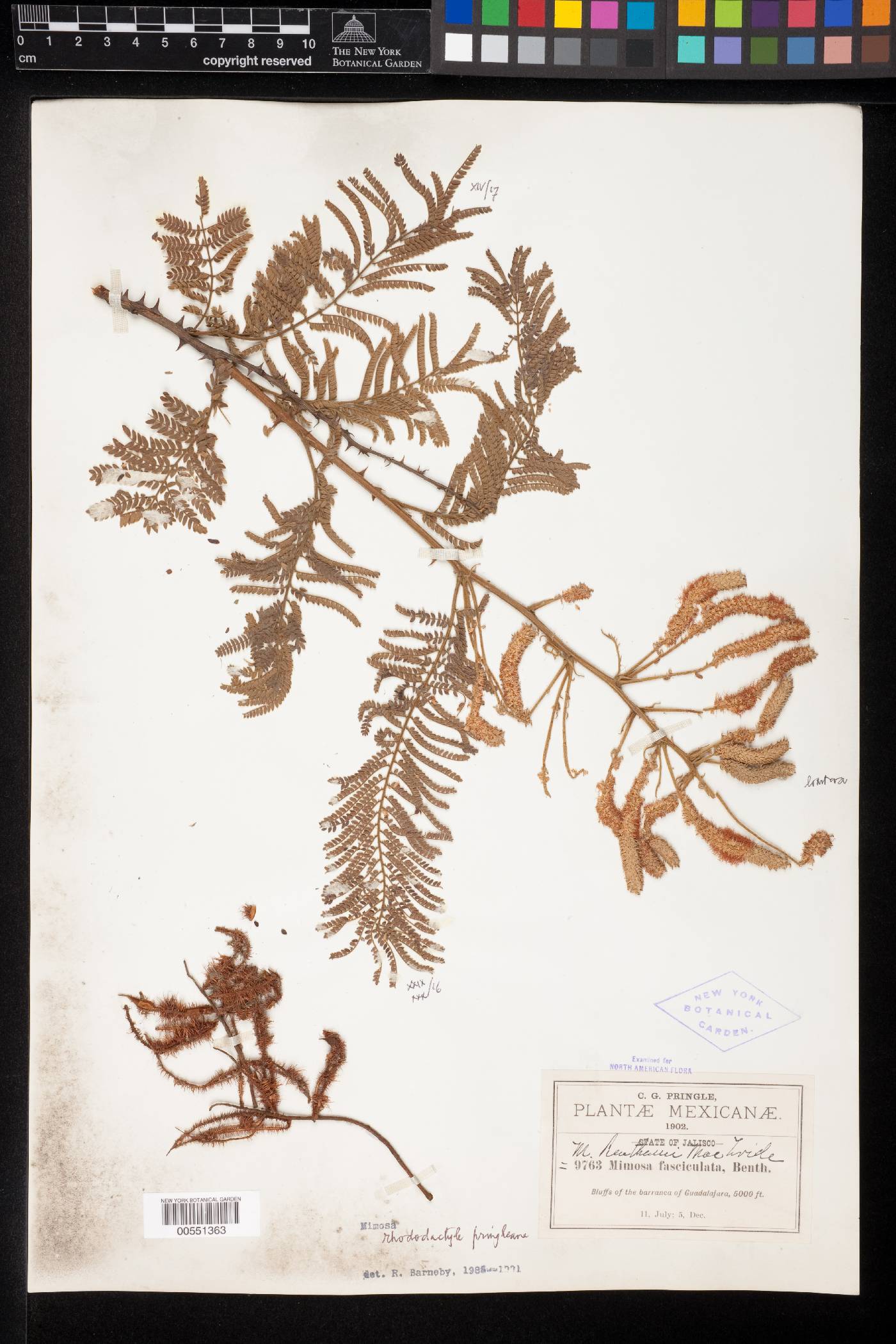 Mimosa rhododactyla var. rhododactyla image