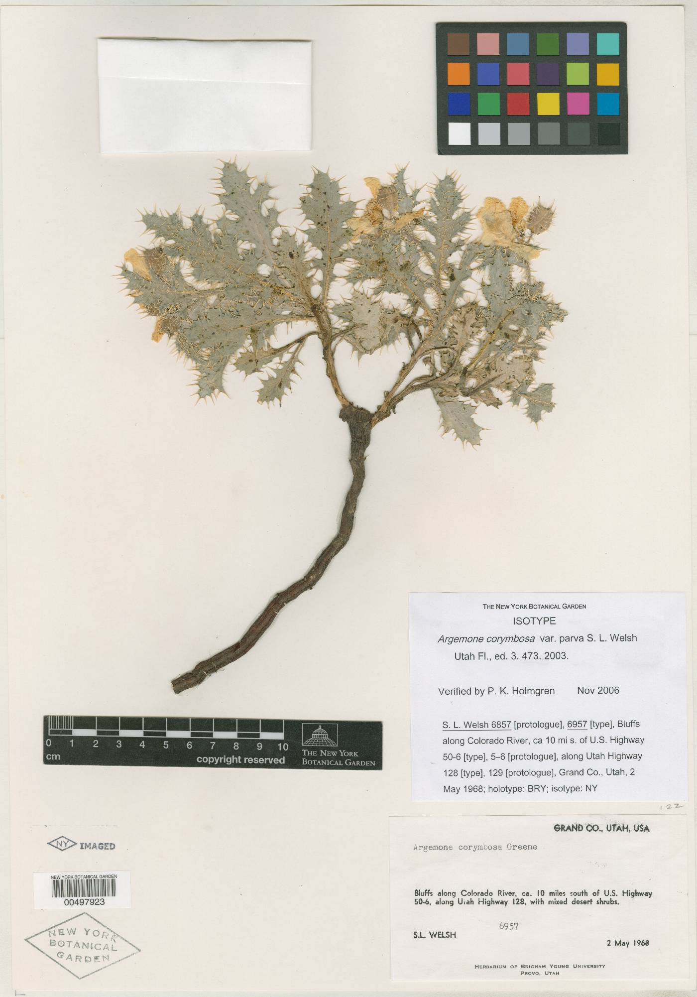 Argemone corymbosa var. parva image