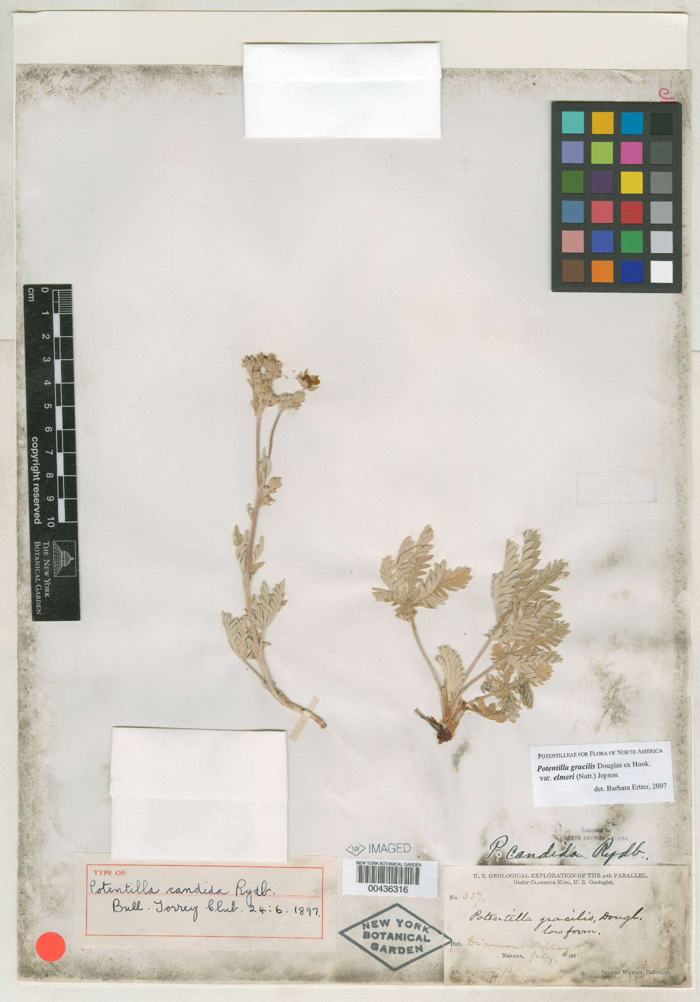 Potentilla candida image