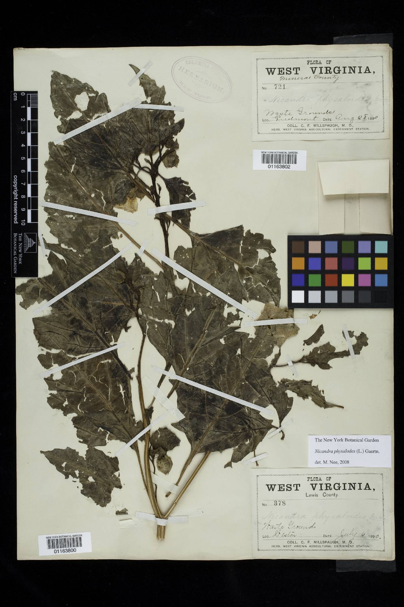 Nicandra physalodes image