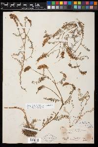 Astragalus micranthus image