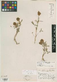 Trifolium eriocephalum subsp. martinii image
