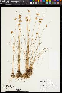 Juncus confusus image