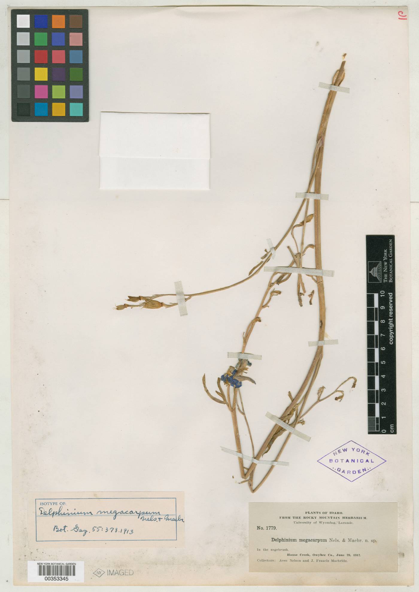 Delphinium megacarpum image