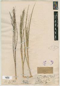 Panicum dichotomiflorum var. puritanorum image
