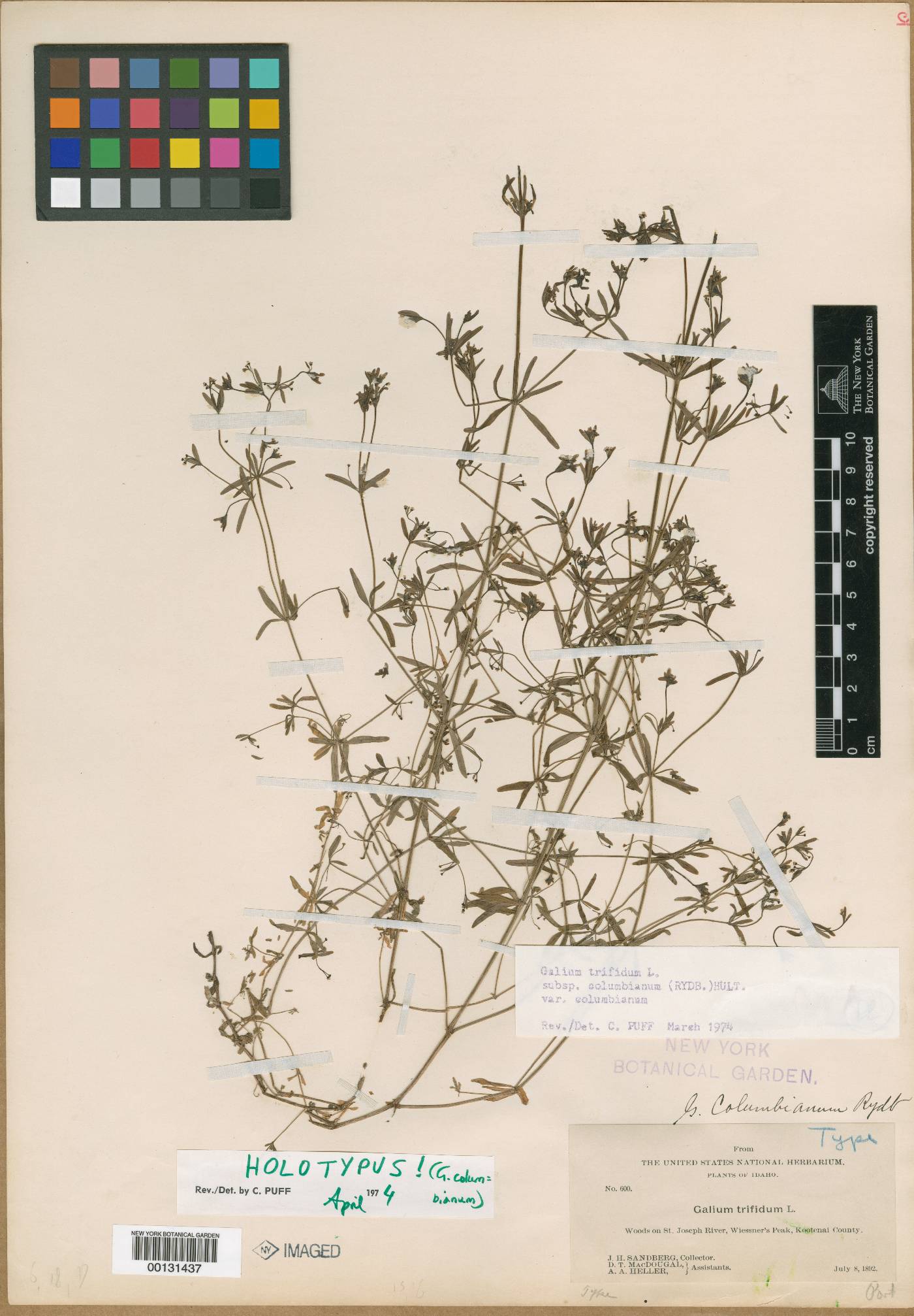 Galium columbianum image