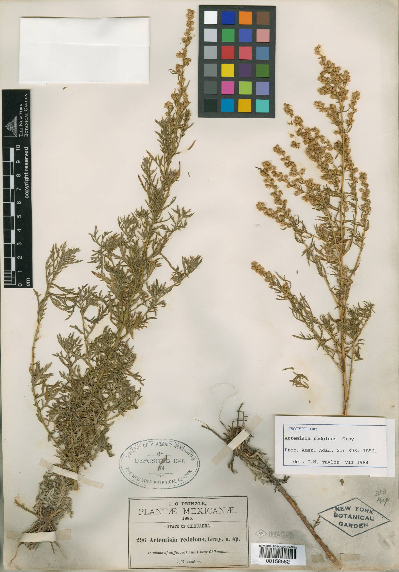 Artemisia redolens image