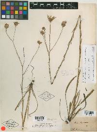 Aster chapmanii image