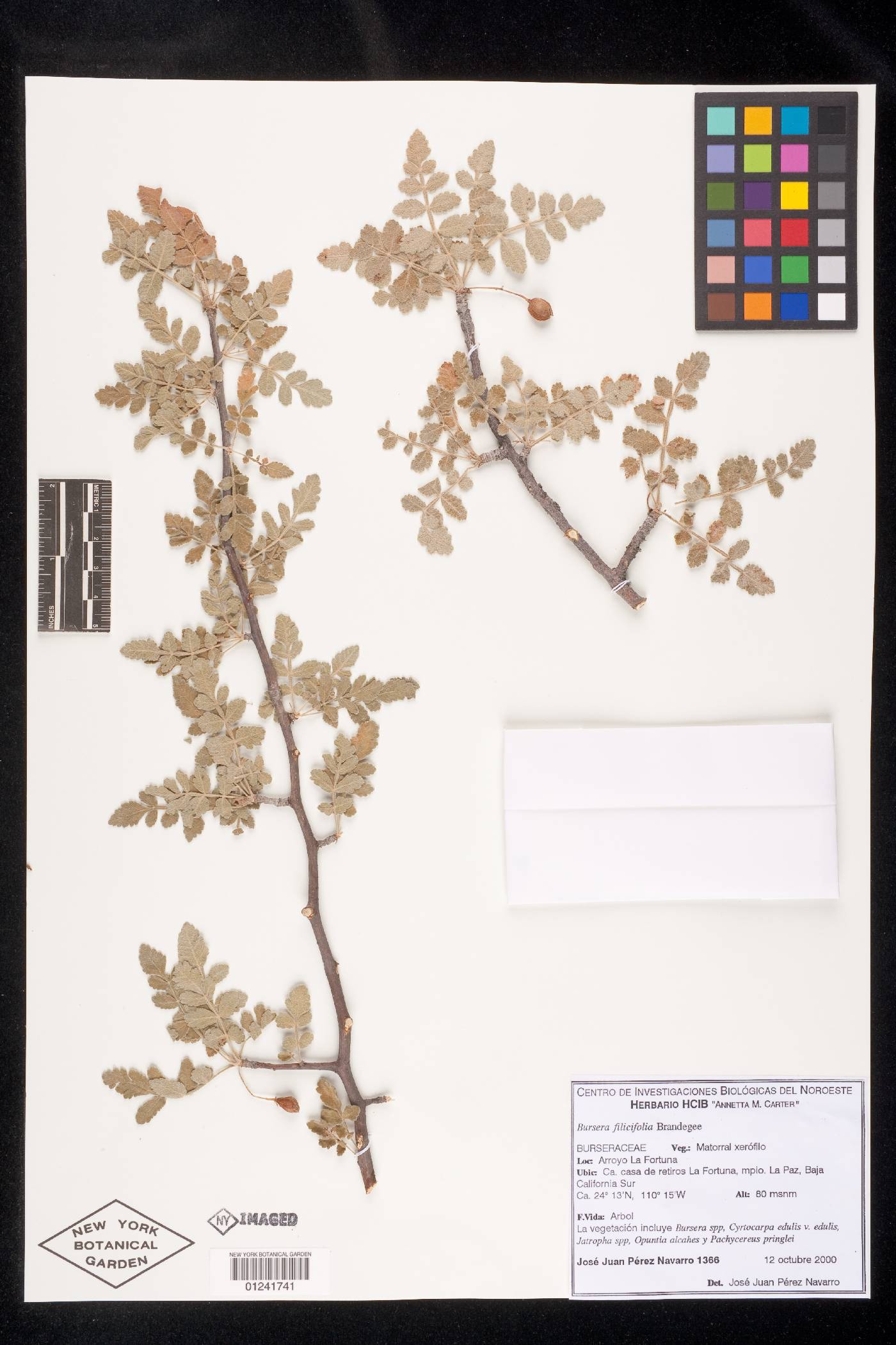 Bursera filicifolia image