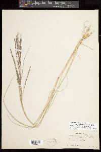 Diplachne fusca subsp. fascicularis image