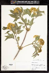 Sambucus racemosa subsp. racemosa image