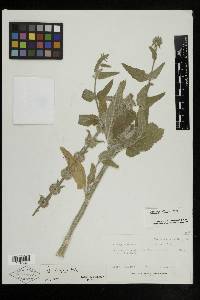 Stachys albens image