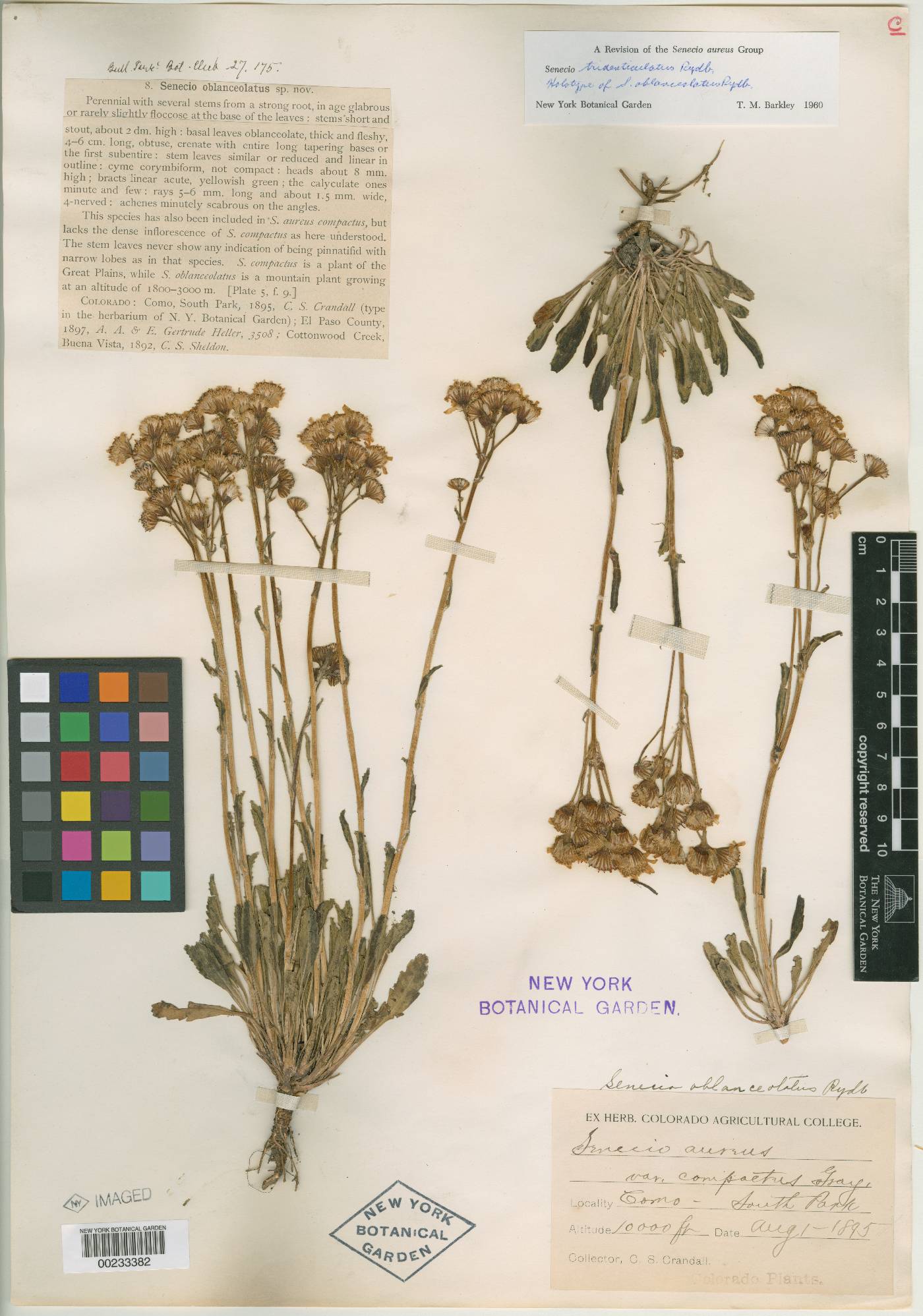 Senecio oblanceolatus image