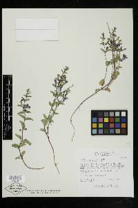 Scutellaria antirrhinoides image