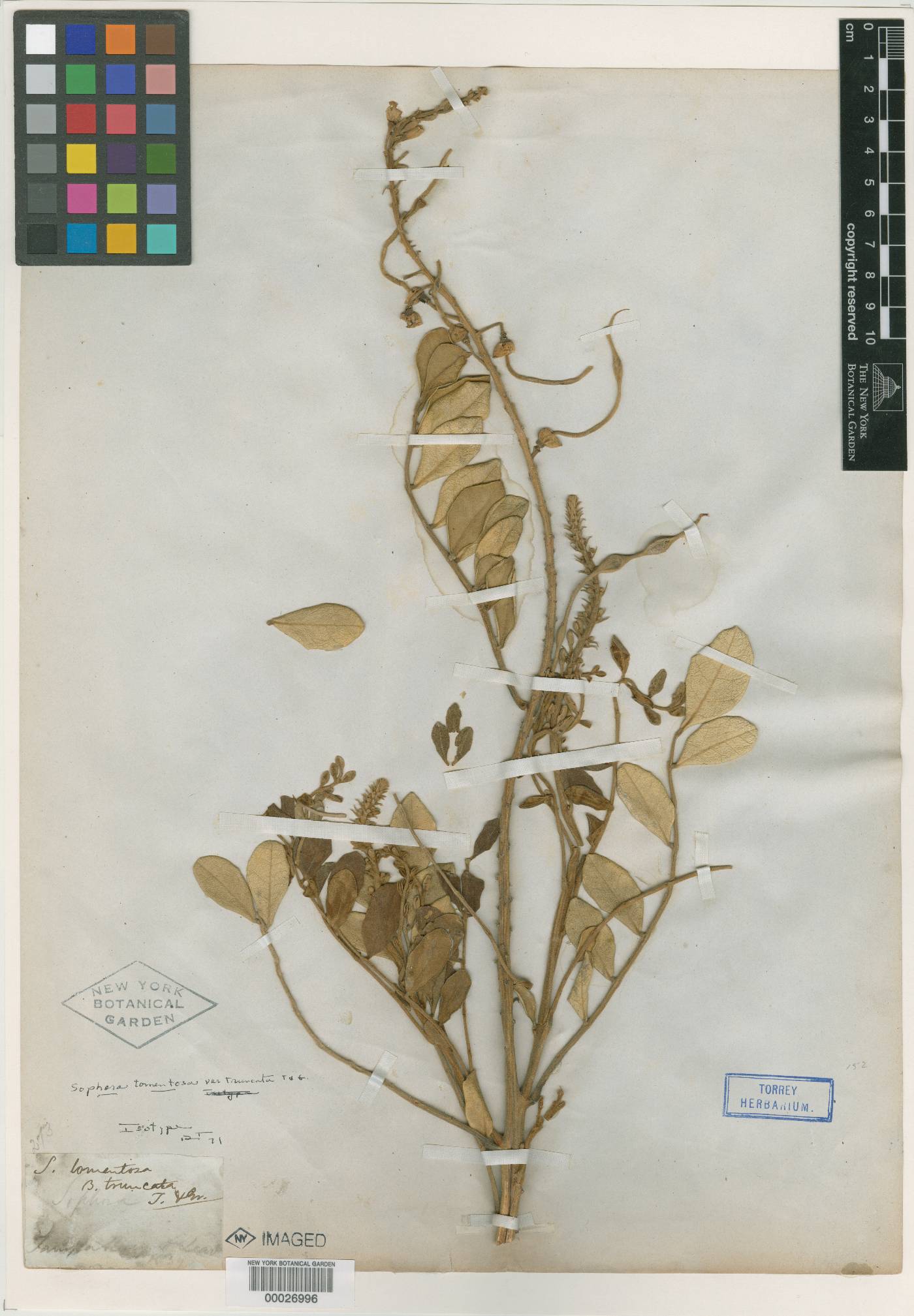 Sophora tomentosa var. truncata image