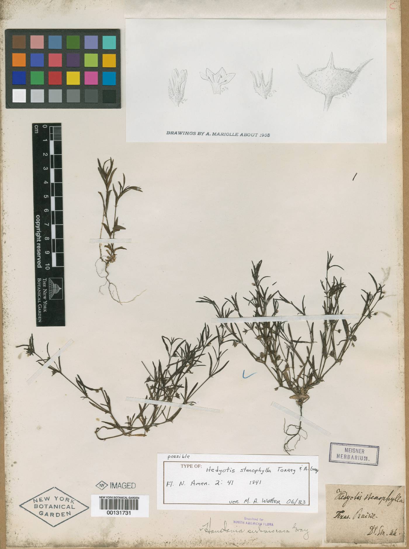 Hedyotis stenophylla image