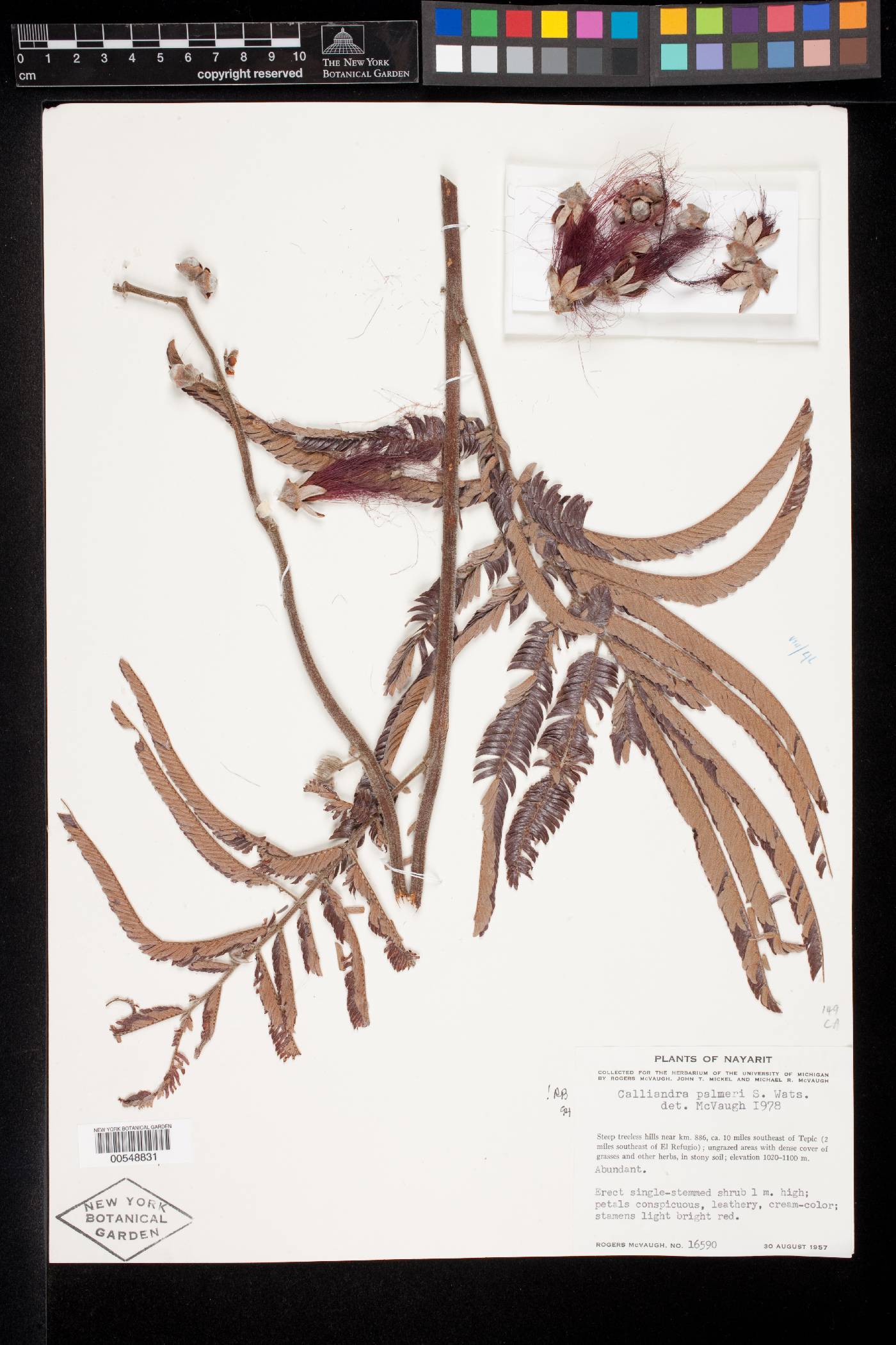 Calliandra palmeri image