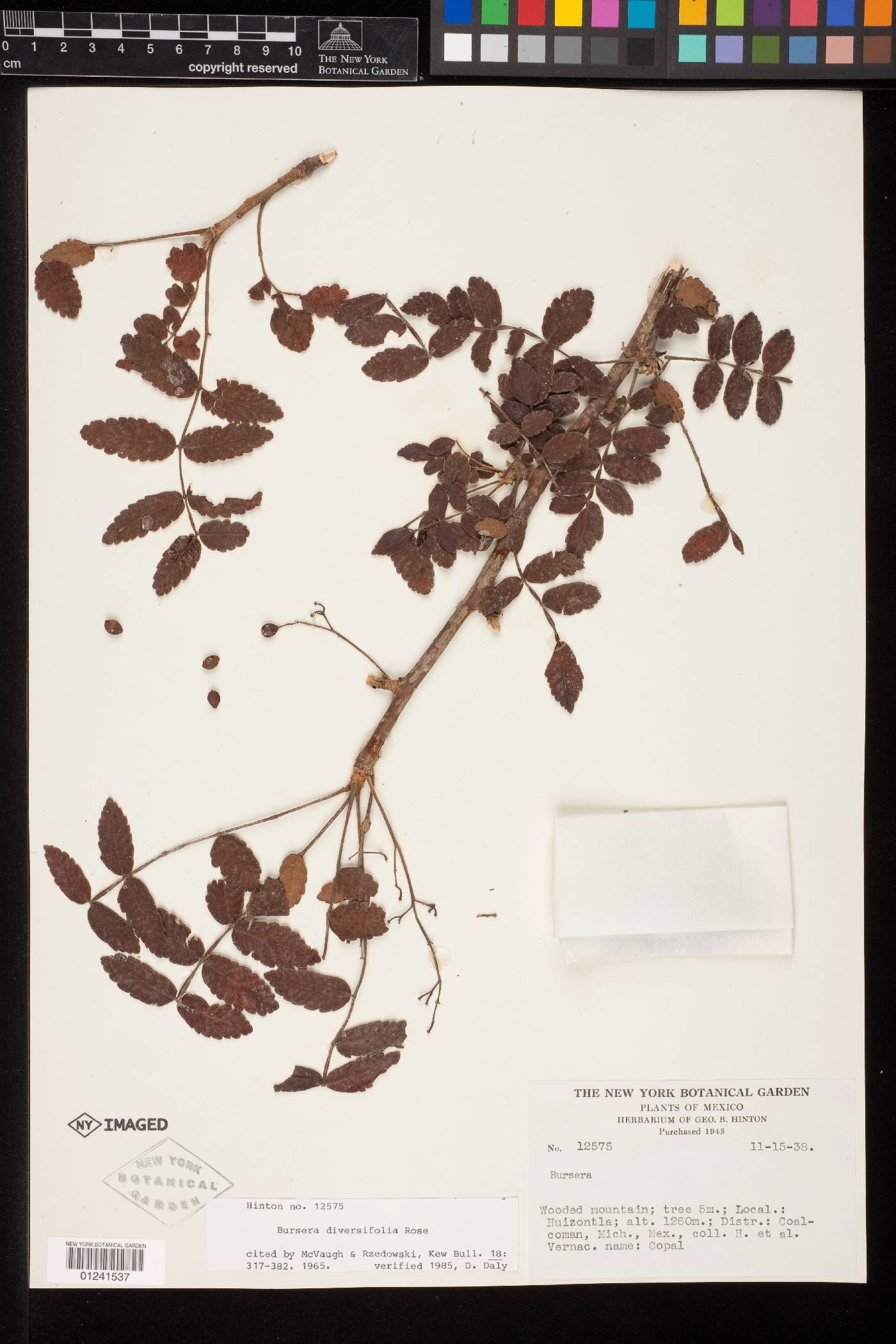 Bursera diversifolia image