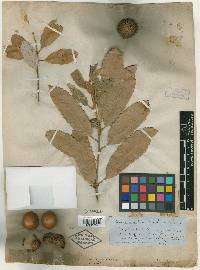 Quercus echinacea image