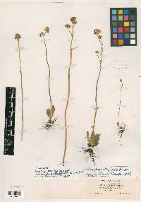 Saxifraga bracteosa image