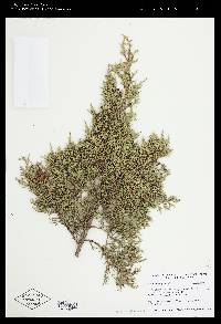 Juniperus virginiana var. virginiana image