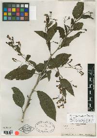 Cestrum mexicanum image