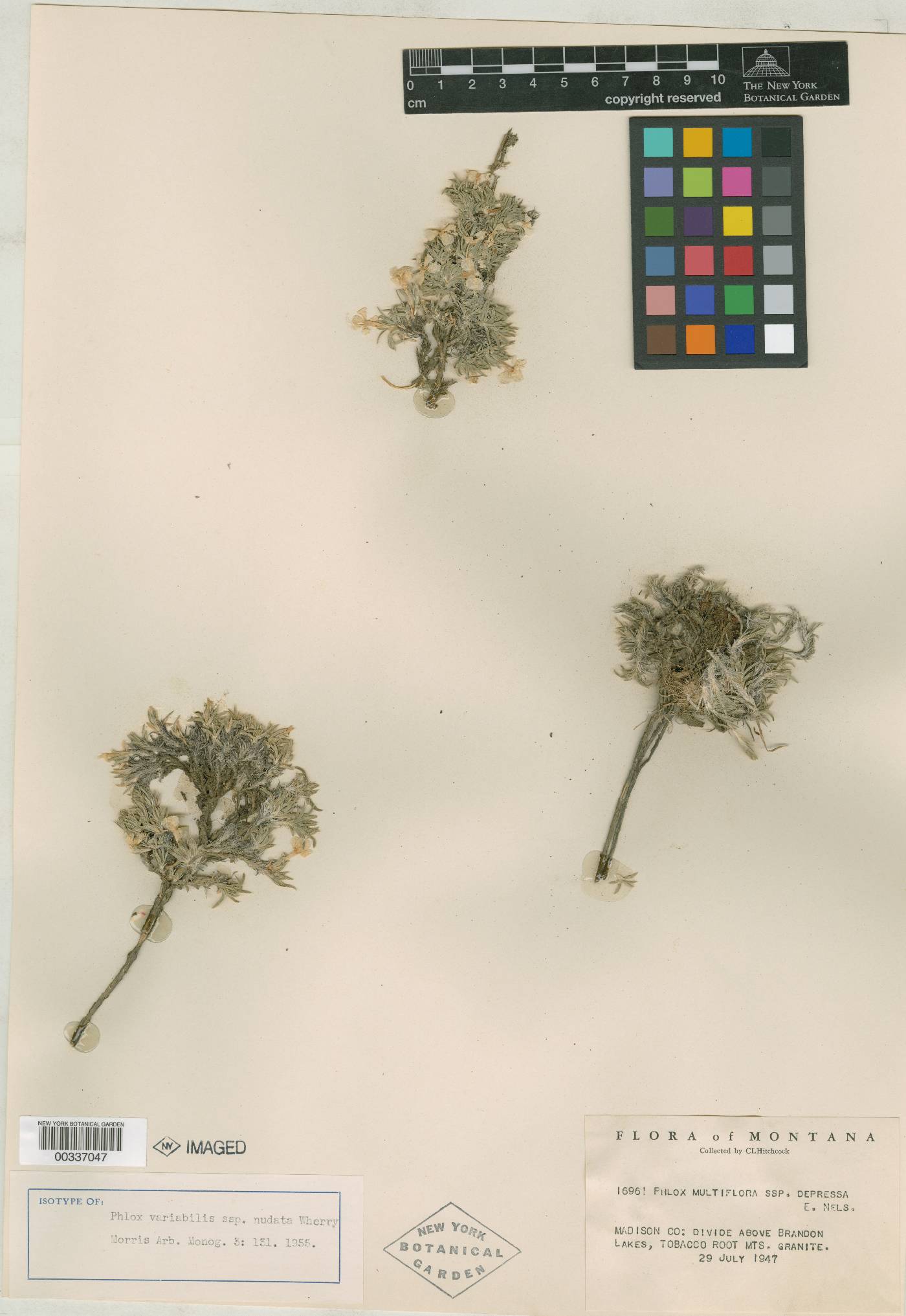 Phlox variabilis image