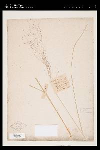 Muhlenbergia capillaris image