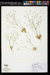 Eriogonum rubricaule image