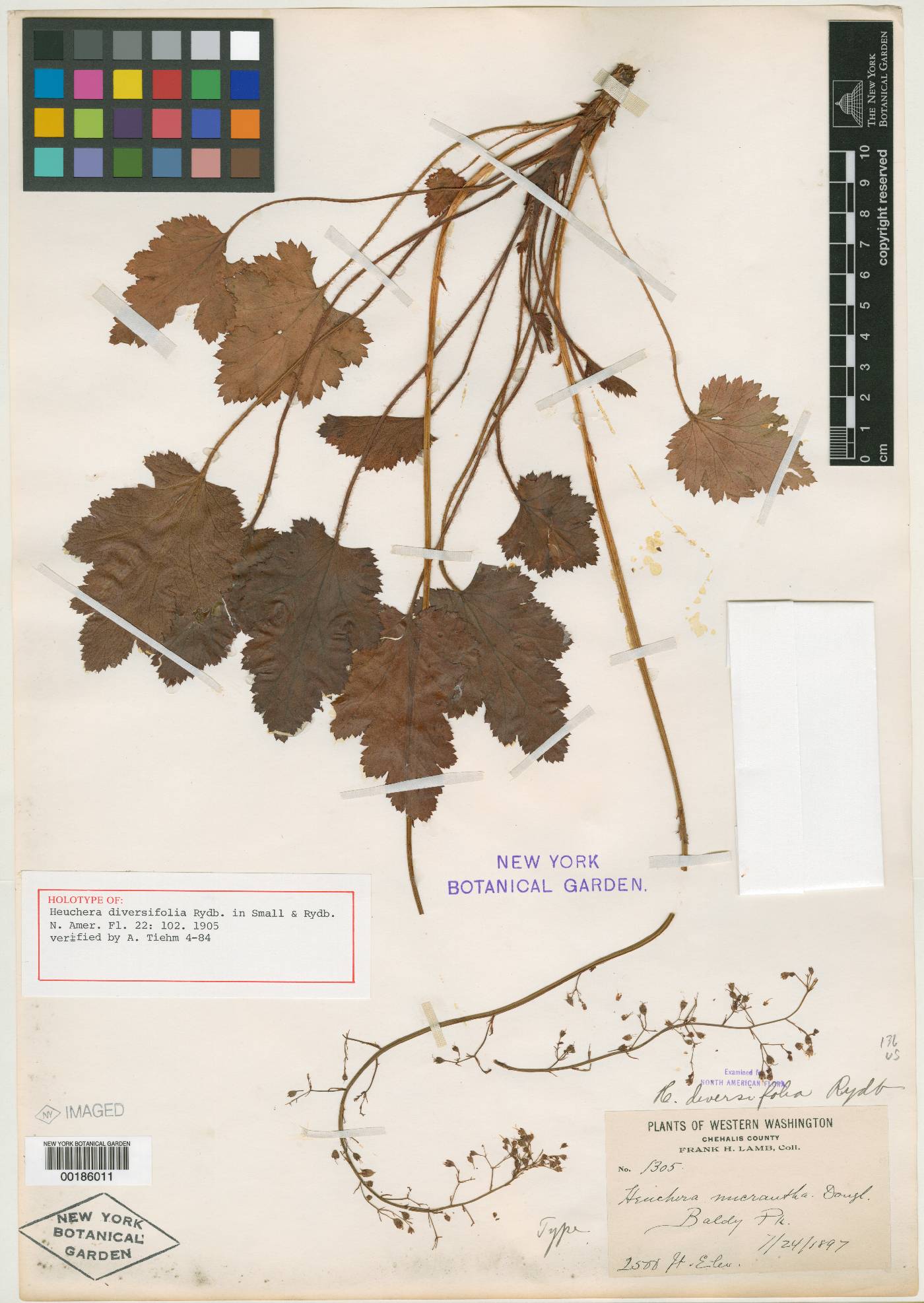 Heuchera diversifolia image