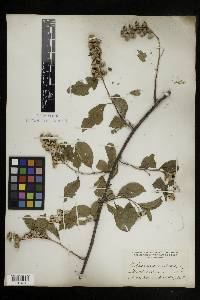 Celastrus scandens image