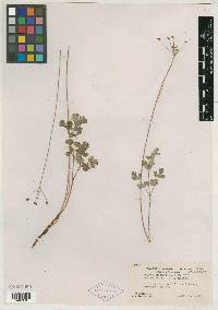 Velaea glauca image
