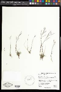 Arabis microphylla image