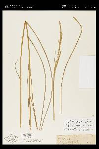 Spartina patens image