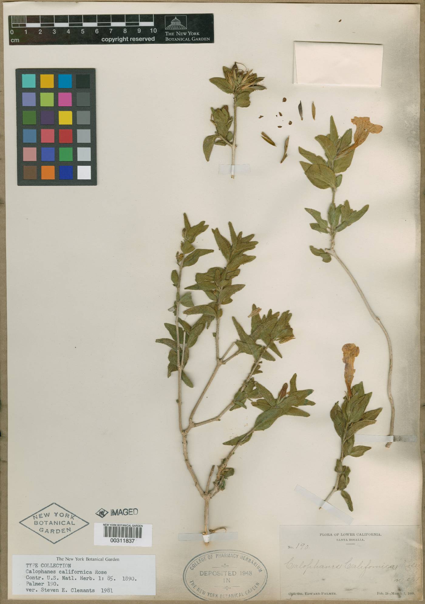 Ruellia californica subsp. californica image