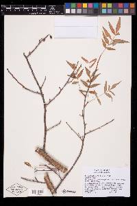 Bursera lancifolia image