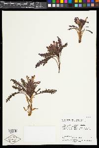 Pedicularis centranthera image