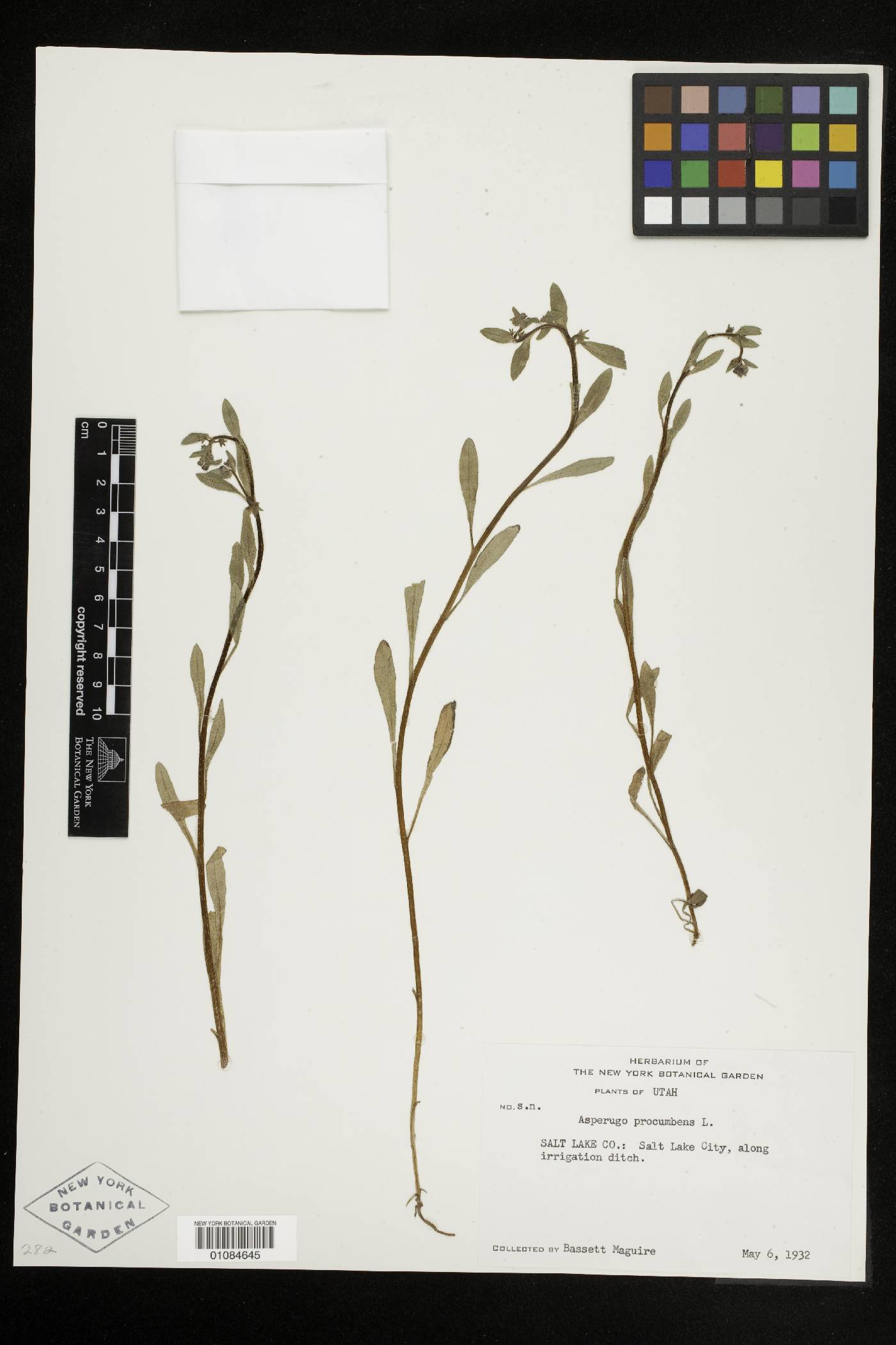 Asperugo procumbens image