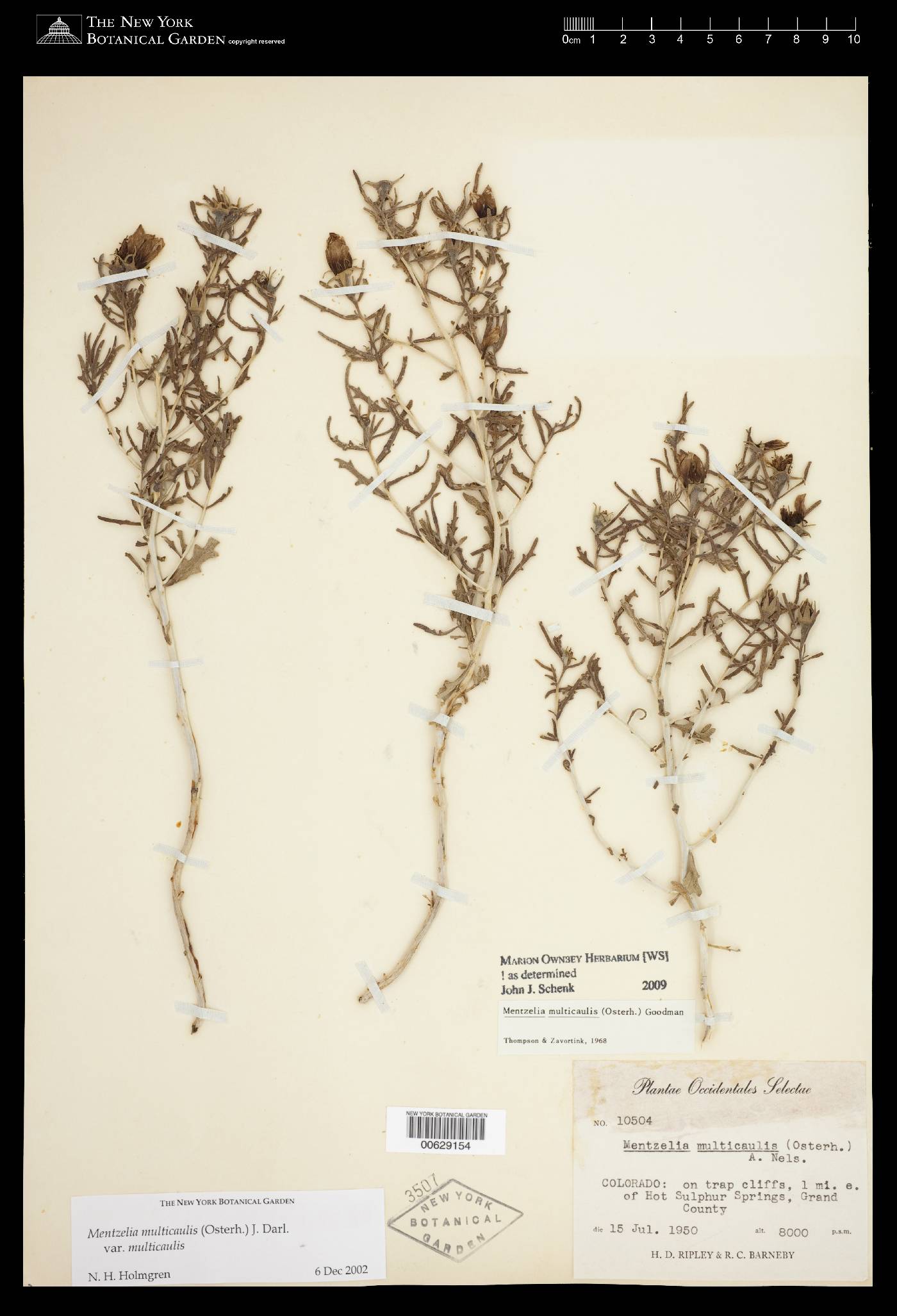 Mentzelia multicaulis var. multicaulis image