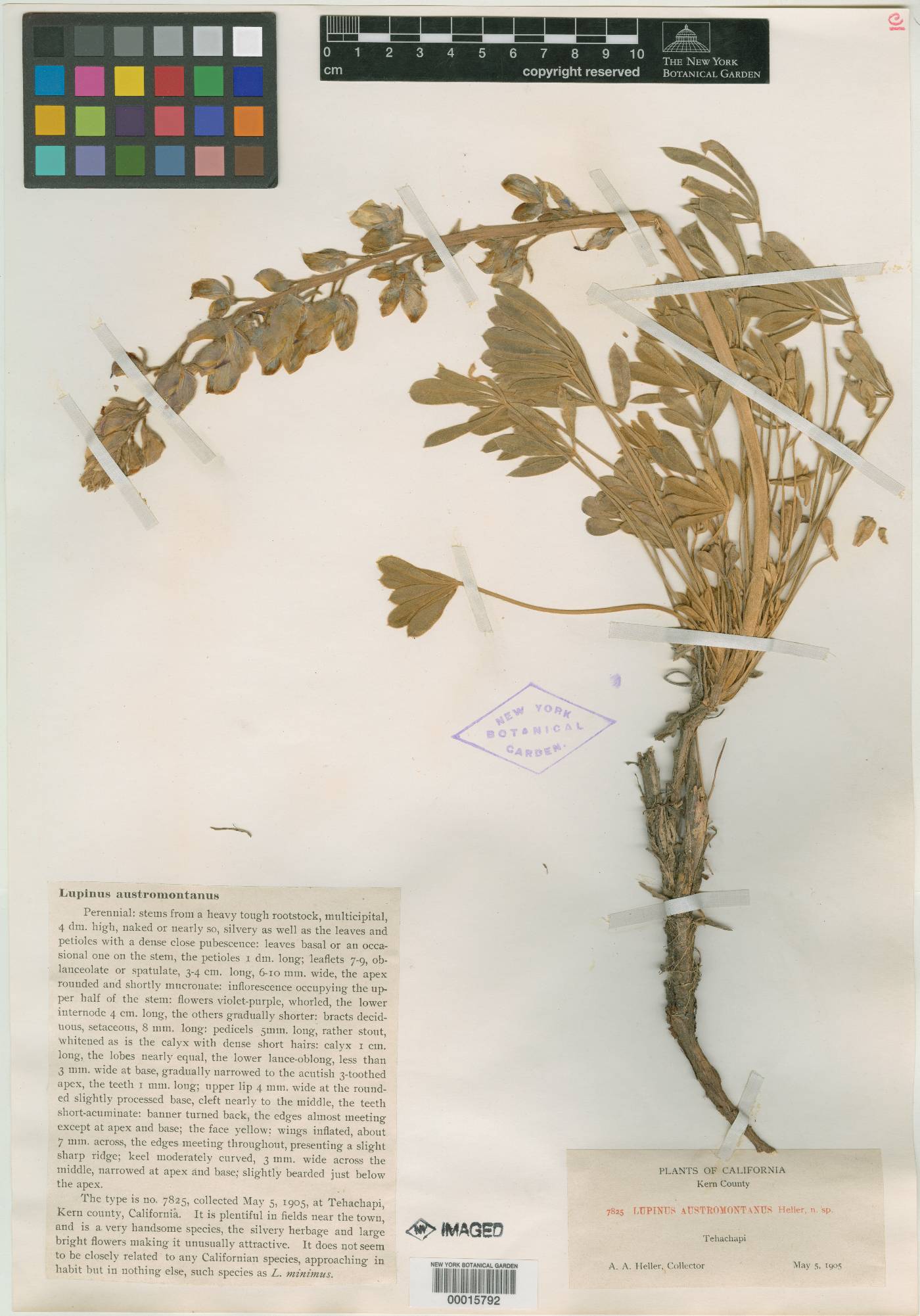 Lupinus austromontanus image