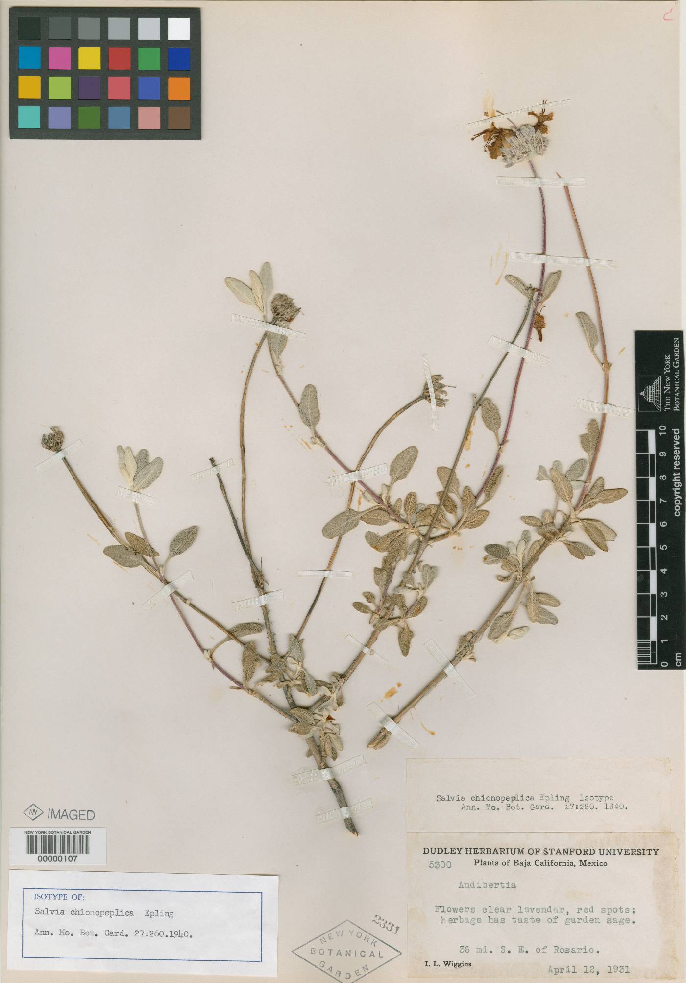 Salvia chionopeplica image