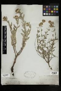 Monardella glauca image