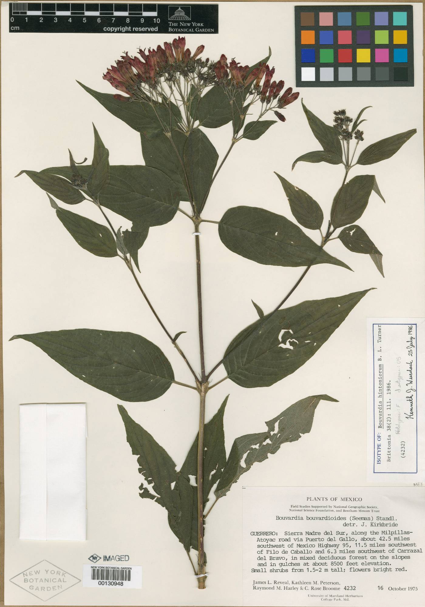 Bouvardia hintoniorum image