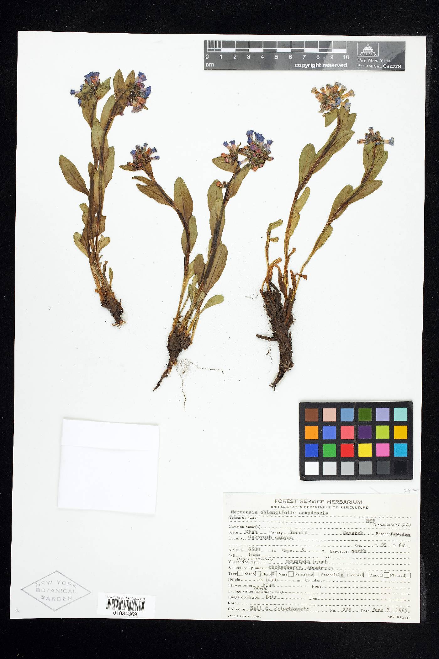 Mertensia oblongifolia image