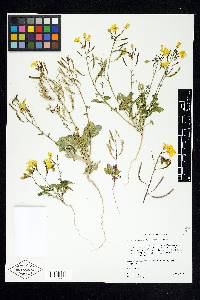 Camissonia eastwoodiae image